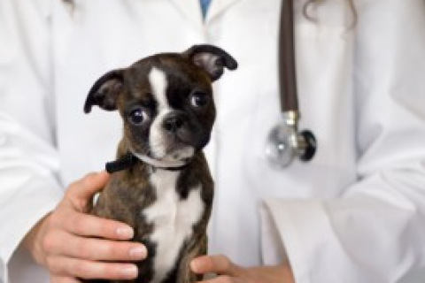 Boston terrier puppy with a veterinarian